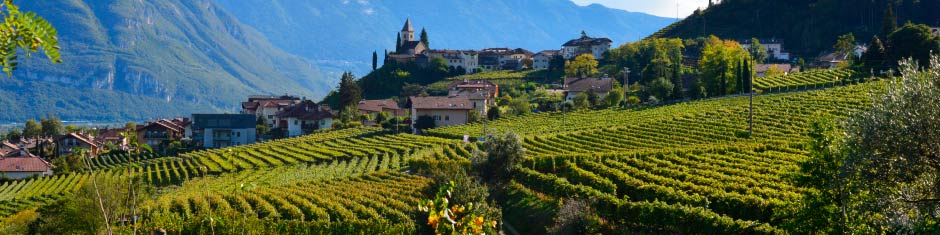 Wein aus dem Trentino und Südtirol